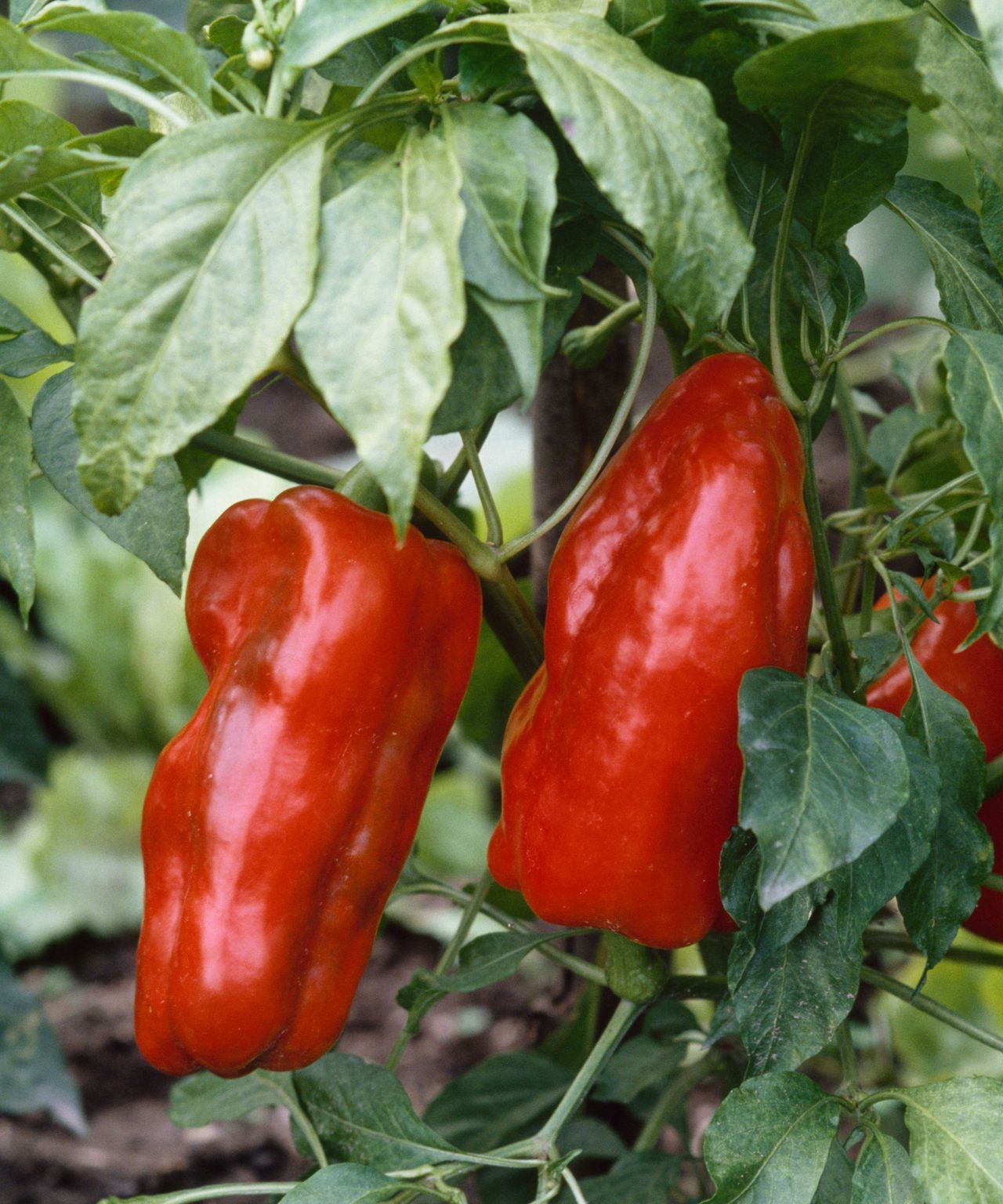 How to grow and care for bell peppers Homes & Gardens