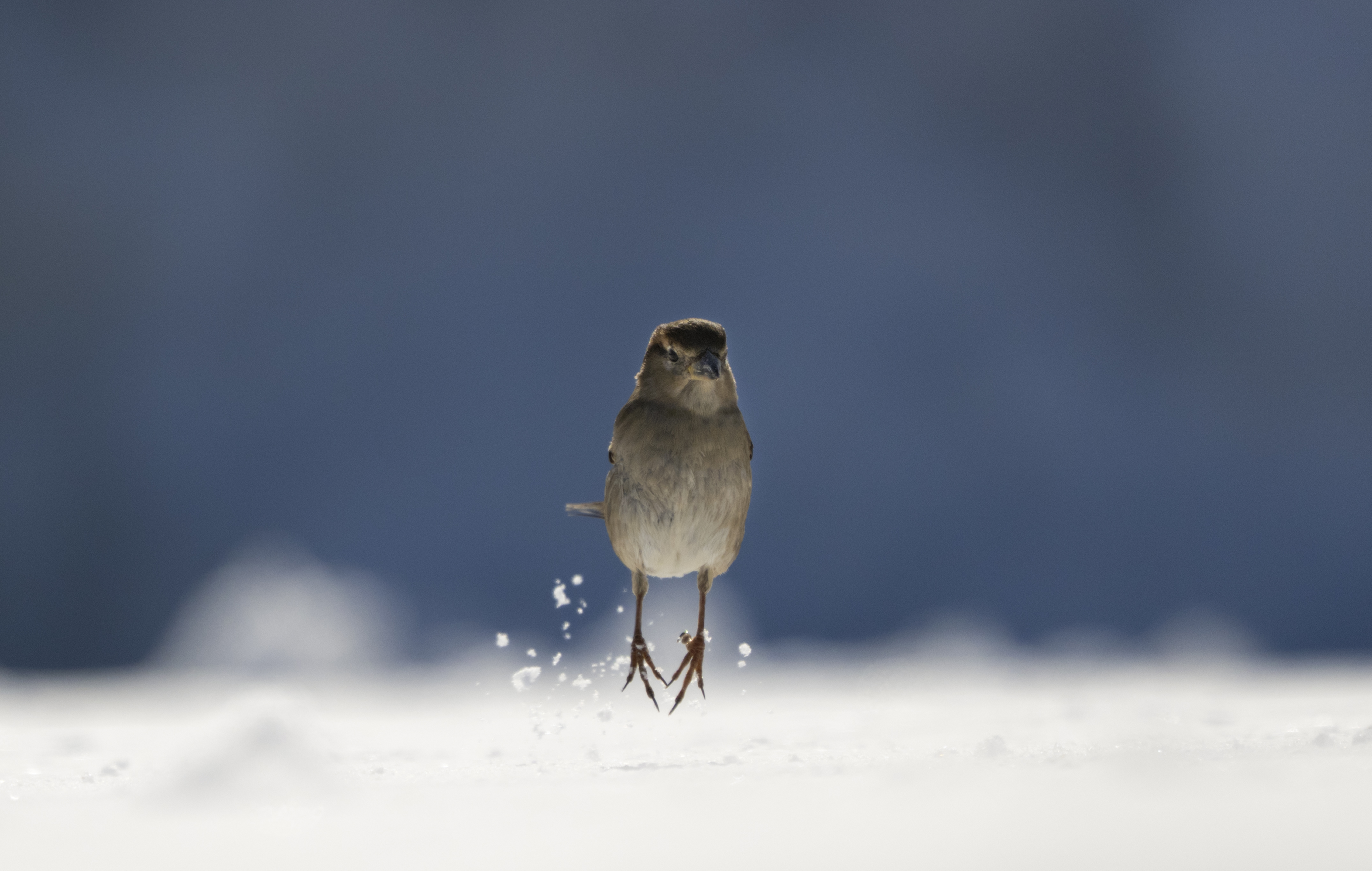 Animals in frozen landscapes