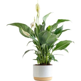 Costa Farms Peace Lily