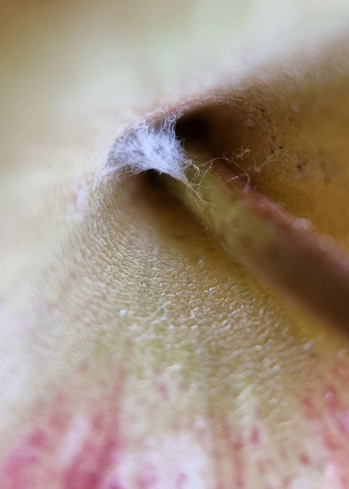 Moment Macro 10x lens review