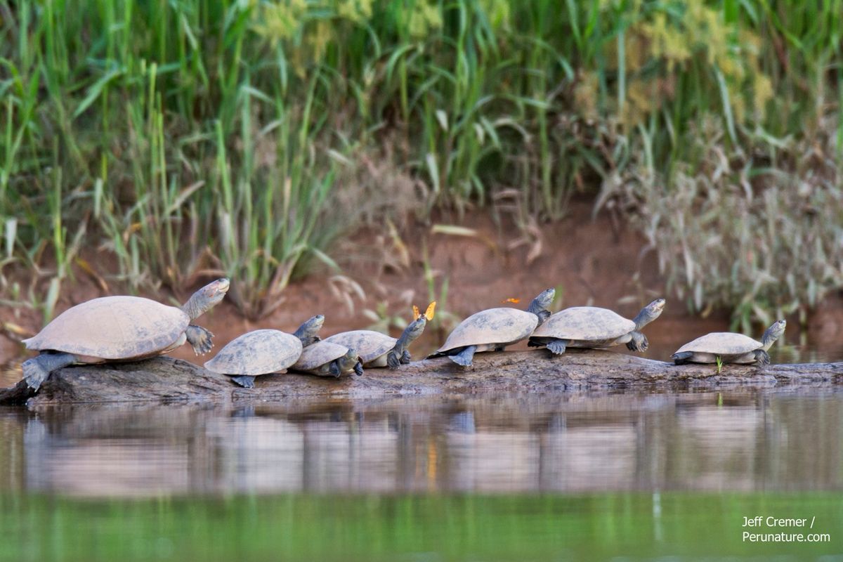 Photos Butterflies Drink Turtle Tears Live Science