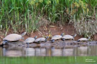 Unlike butterflies, turtles get plenty of sodium through their carnivorous diet. Meat contains significant levels of the salt, Torres told LiveScience. But herbivores sometimes struggle to get enough sodium and other minerals, he added. "They end up needi