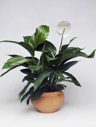 peace lily in a terracotta pot