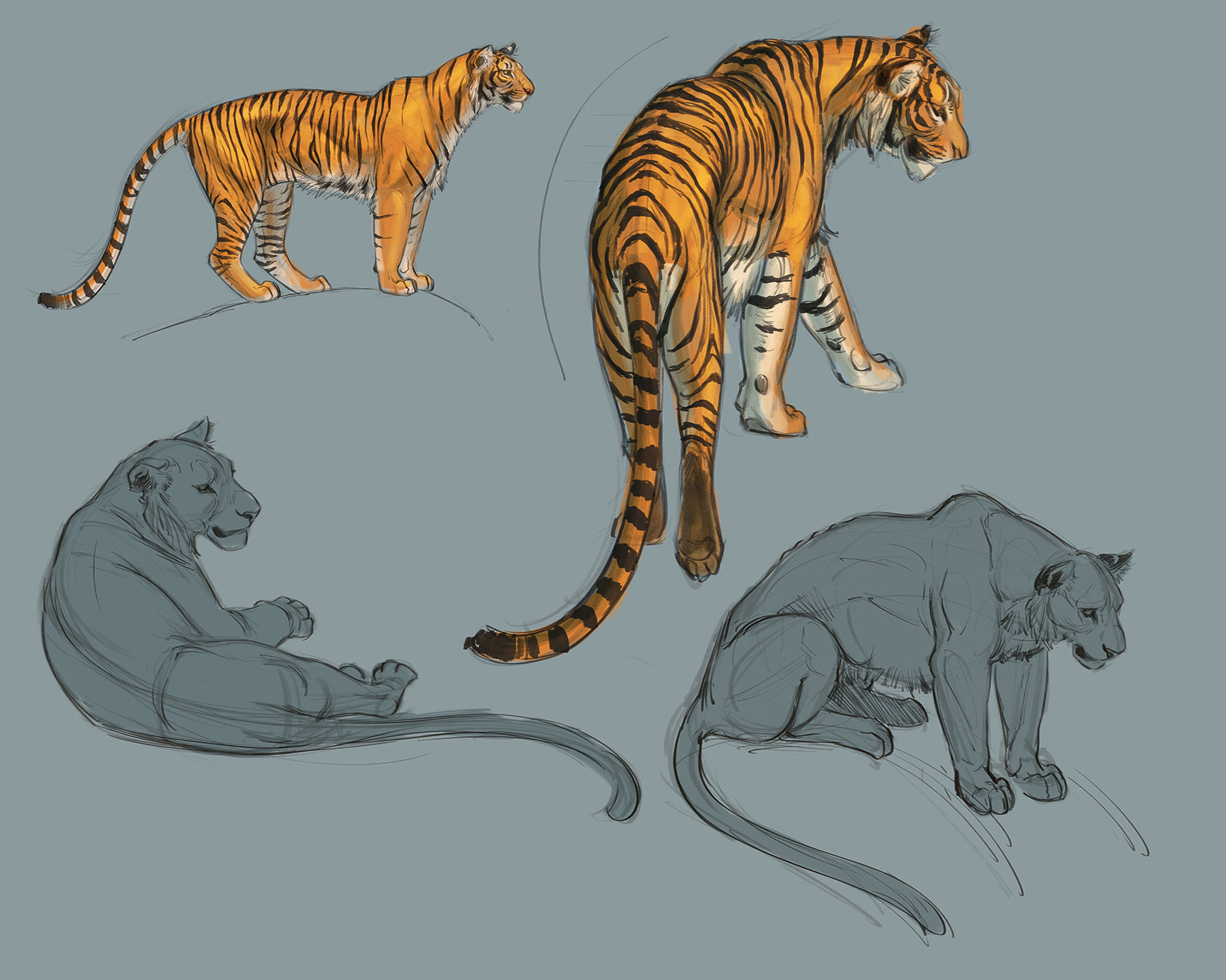 How to draw animals: 08