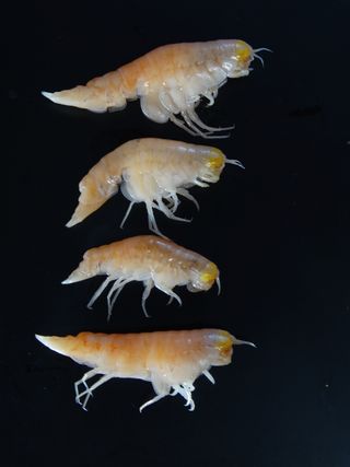 Hirondellea gigas live in the deepest depths of the Mariana Trench in the western Pacific Ocean.