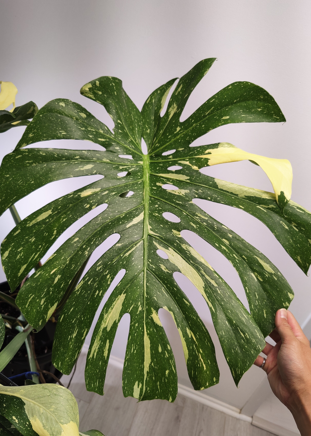 Darryl inspecting his speckled monstera houseplant