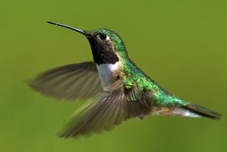 Broad-tailed hummingbird male.