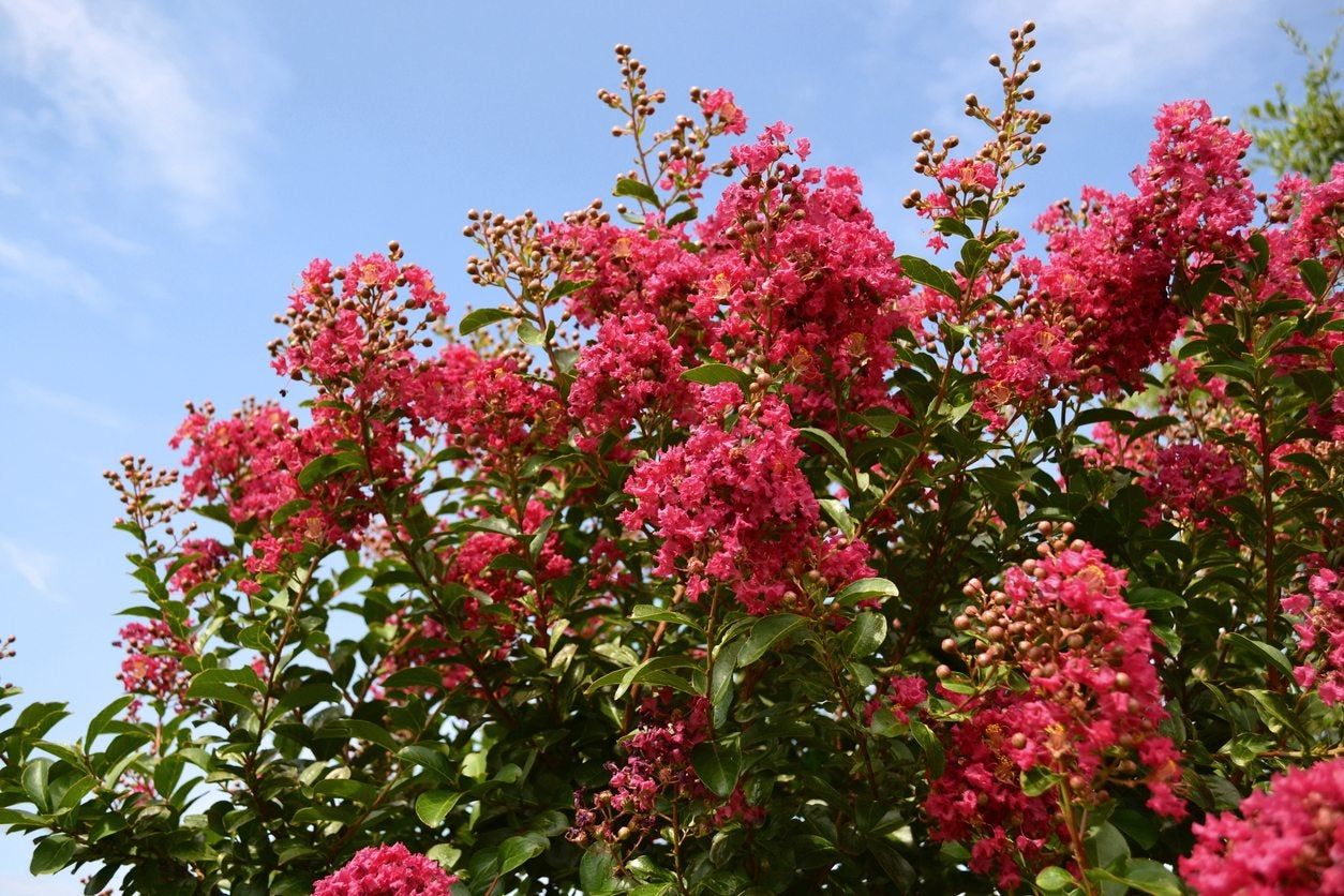 Red Crepe Myrtle Tree