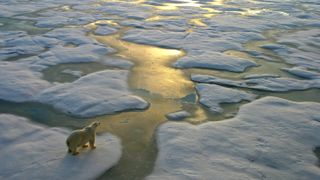 A polar bear standing on melting Arctic ice in Russia as the sun sets. 