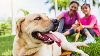 Mother and girl with their pet dog (Labrador Retriever) relaxing in the park.