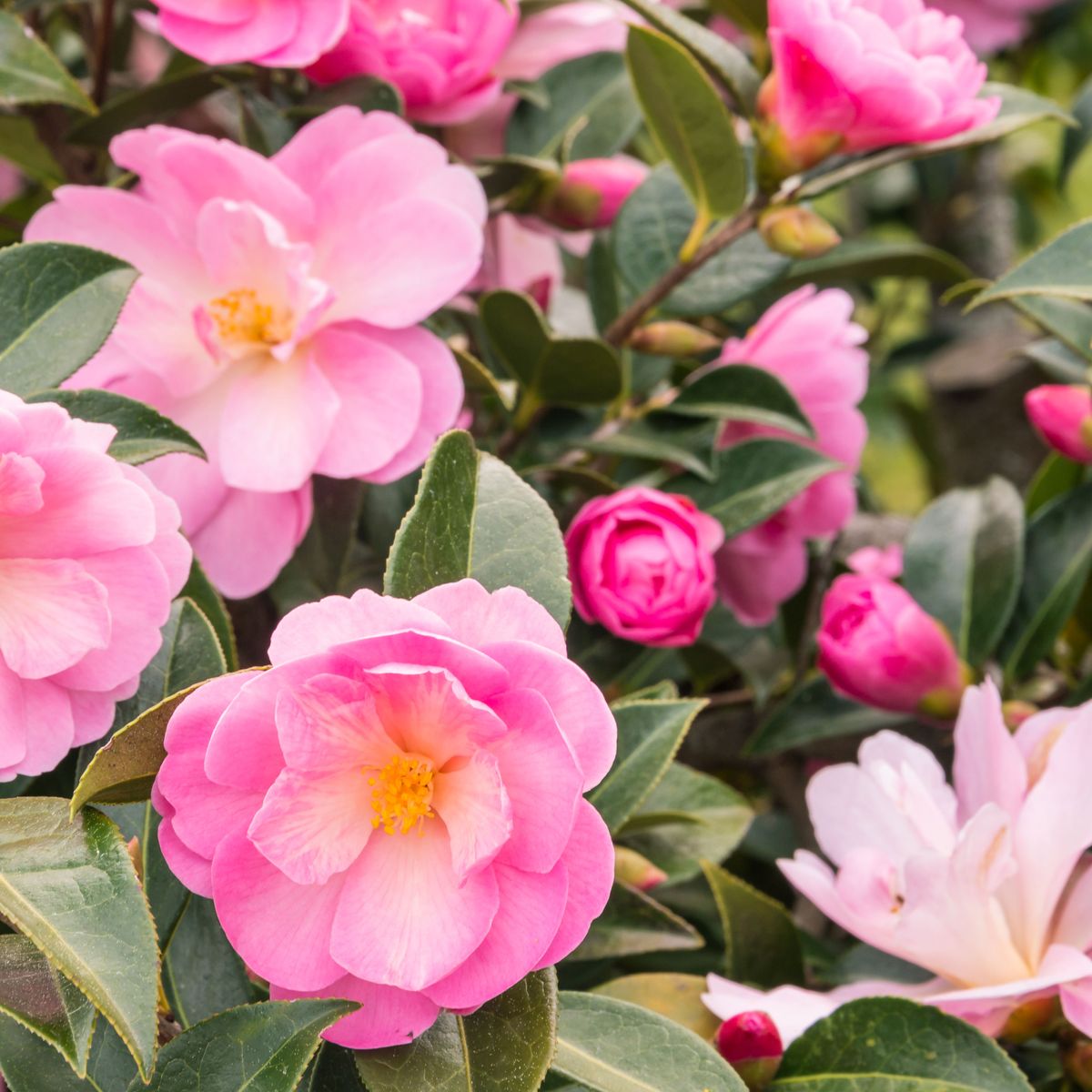 美しい秋に咲く低木: 後期の興味と彩りにぴったりの 7 つの開花植物