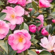 camellia flowering with pink blooms in fall display