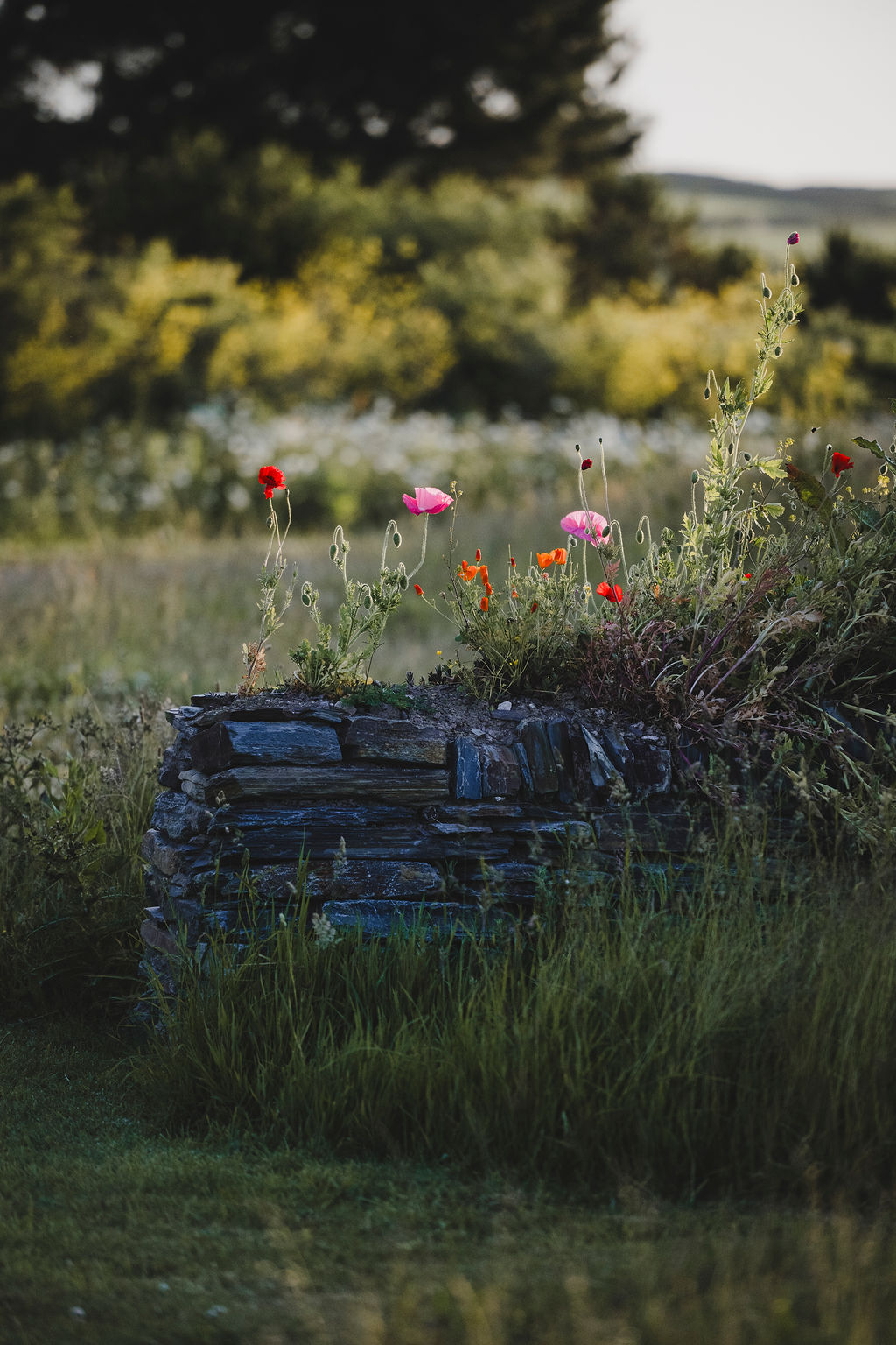 Cornish eco-cabin site by Darren Hawkes, leafy flowering meadow
