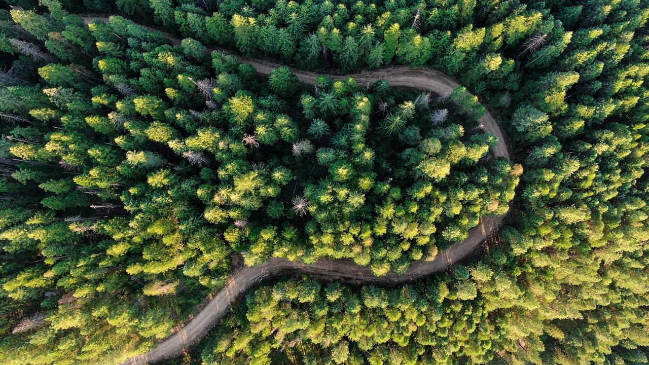 Woods and road seen from above