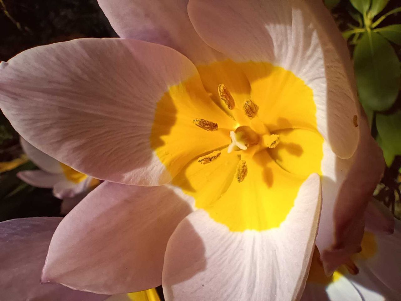 A macro shot of a flower
