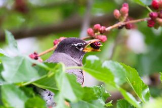 Bird eating a berry