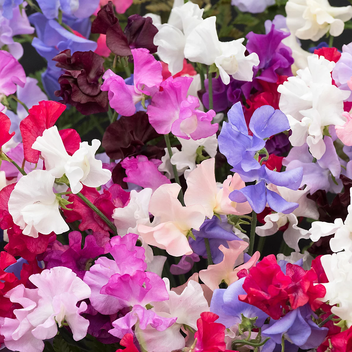 3 X Bedding Plants Sweet Pea Tall, Garden Bedding Border Pots Climbing Annuals