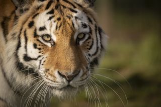 Big cat photography tips