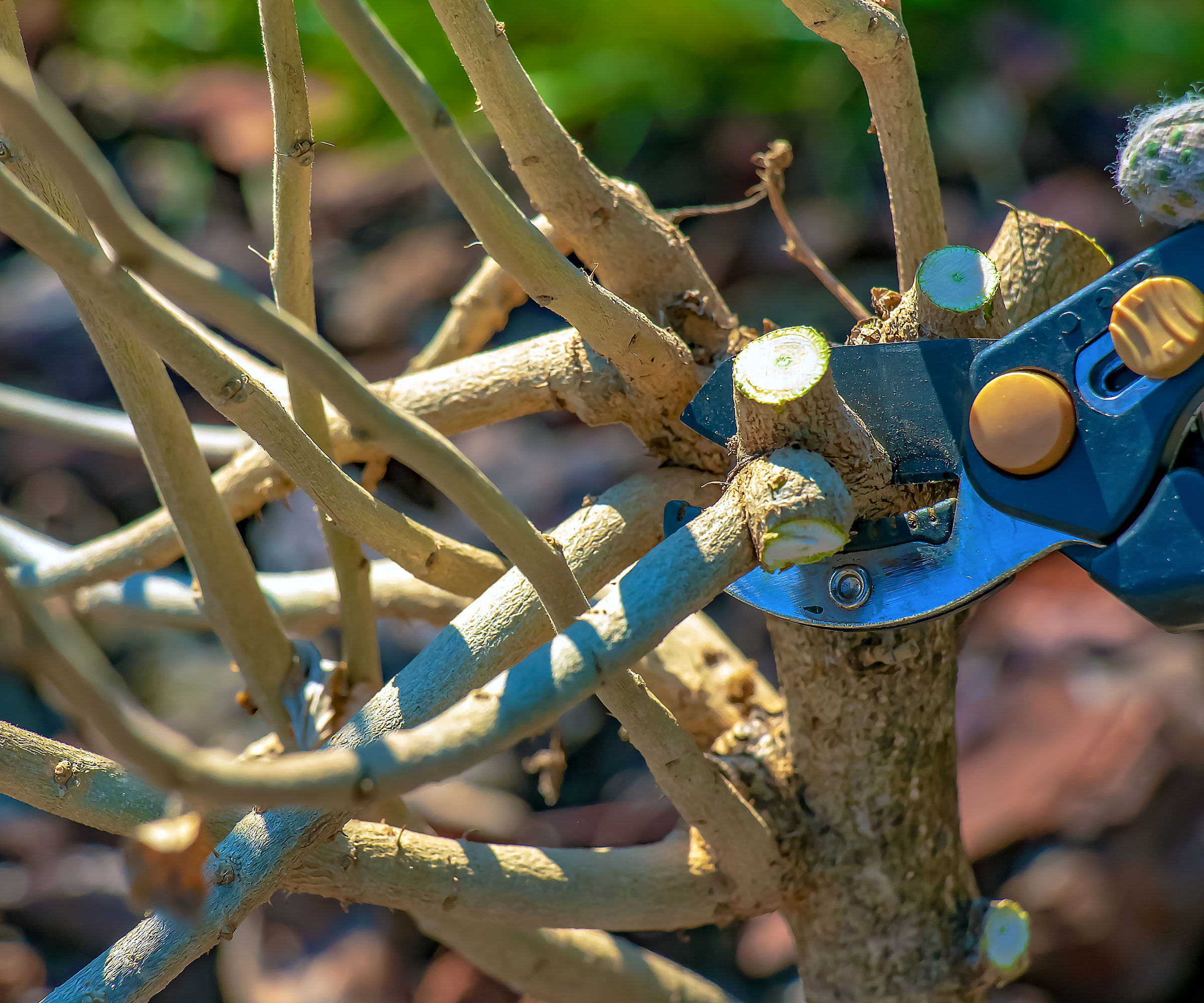 pruning rose of Sharon plant with shears