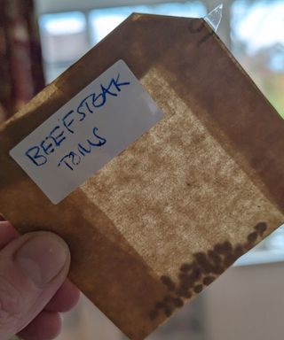 Beefsteak tomato seeds stored in a labelled envelope