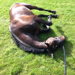 Derby having one of his many rolls