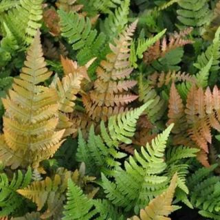 autumn fern house plant