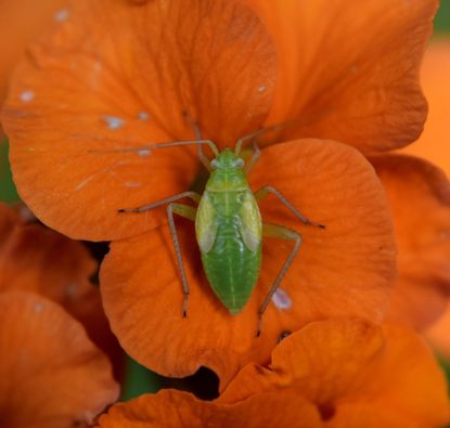 Green Capsid Bug On Orange Plant
