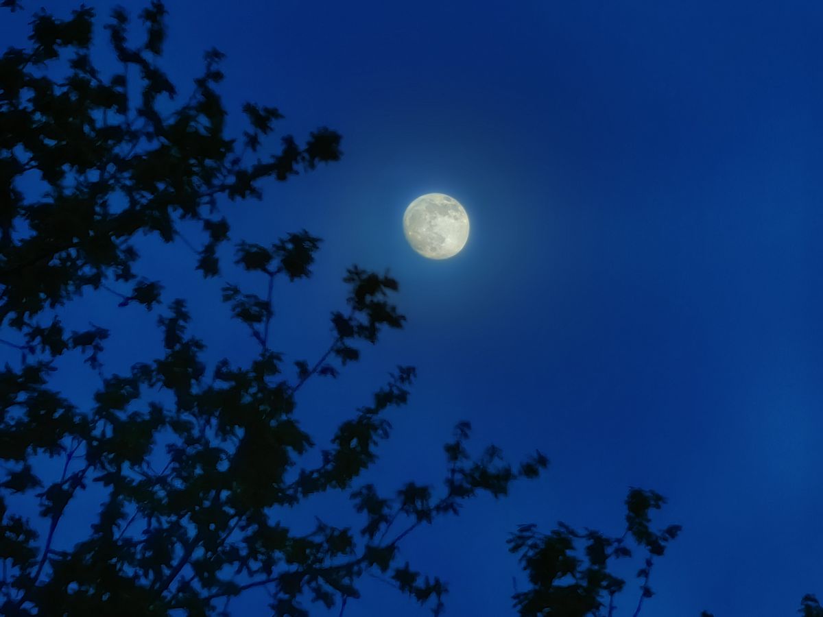 A photo taken on the Huawei P60 Pro