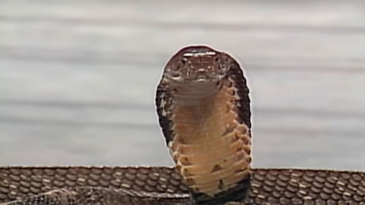 Jake The Snake Roberts&#039; snake Damien in the ring.