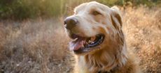 Portrait of a golden retriever in late afternoon sun