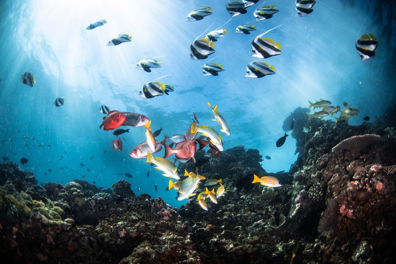 Tropical fish