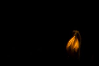 Abstract image of a snowdrop against a completely black background