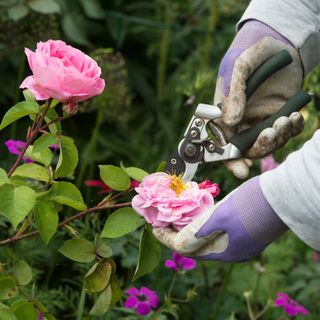 Gardener wearing gloves deadheading Rosa Gertrude Jekyll rose with secateurs in a garden