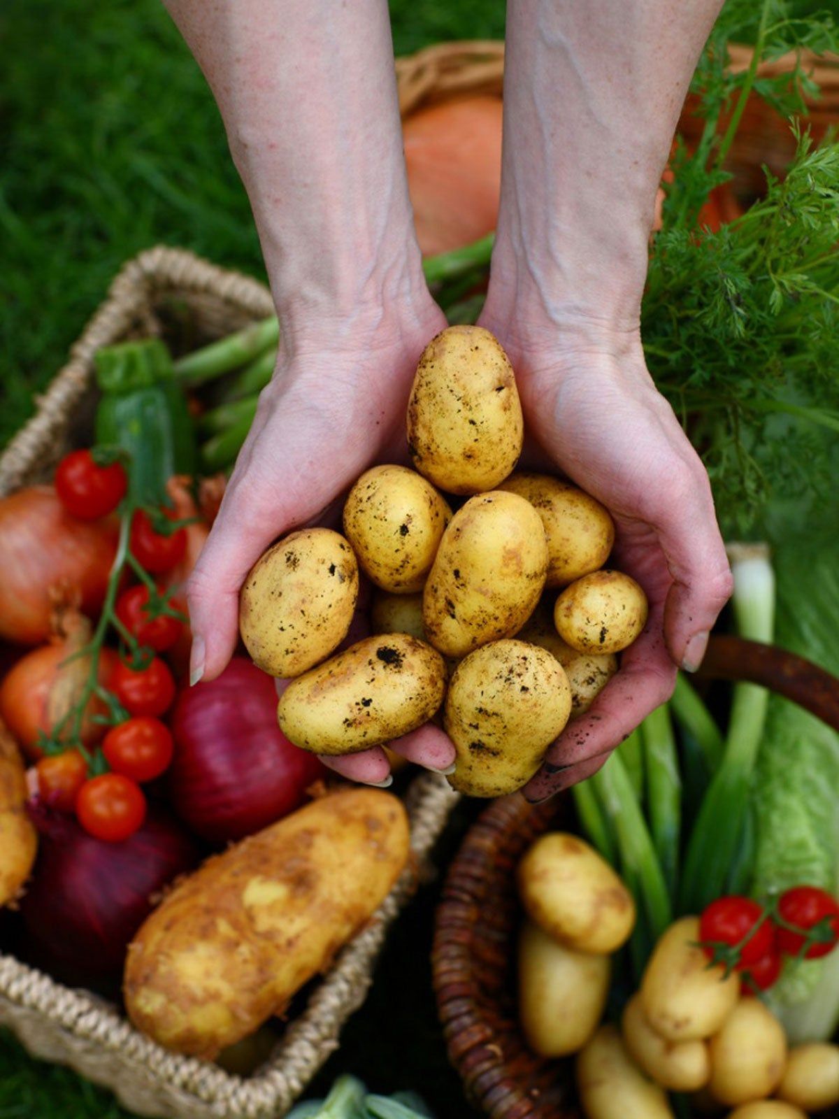 Hands Holding Potatoes Over Baskets Full Of Vegetables