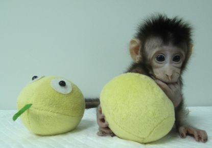 Meet monkey clone, Hua Hua.