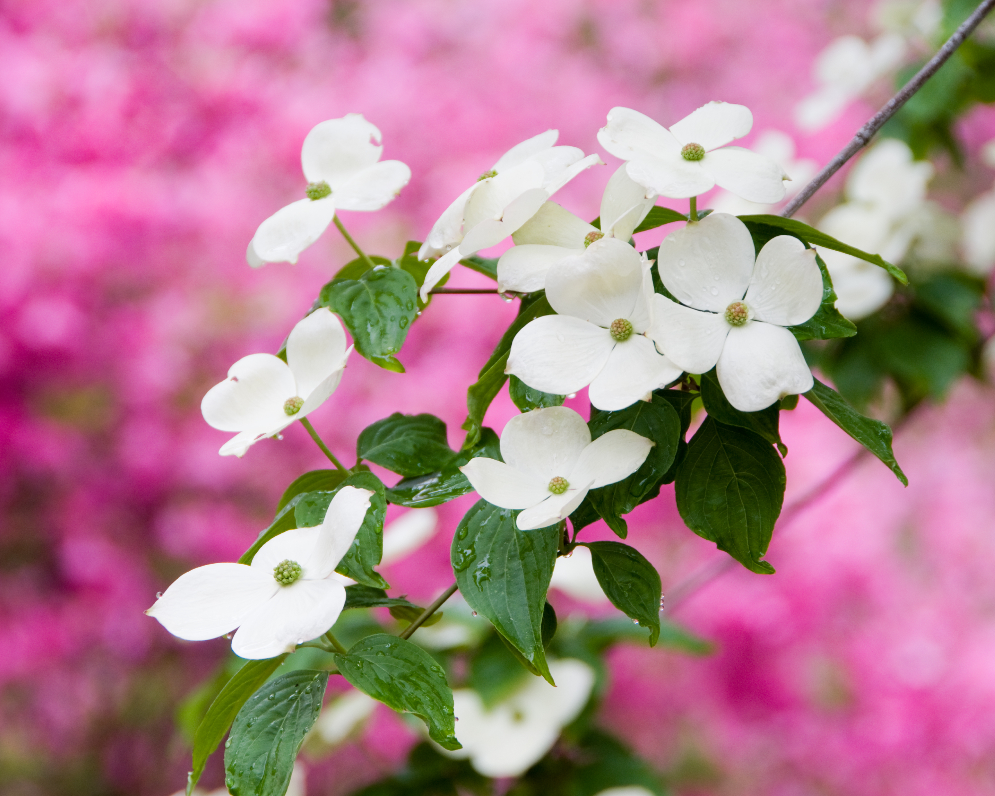 Flowering dogwood in spring (Cornus florida)