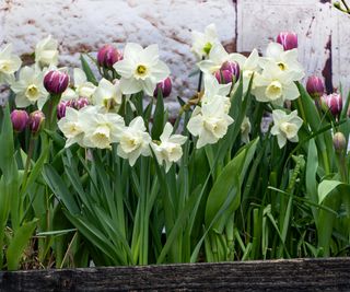 daffodils and tulips in wooden planter