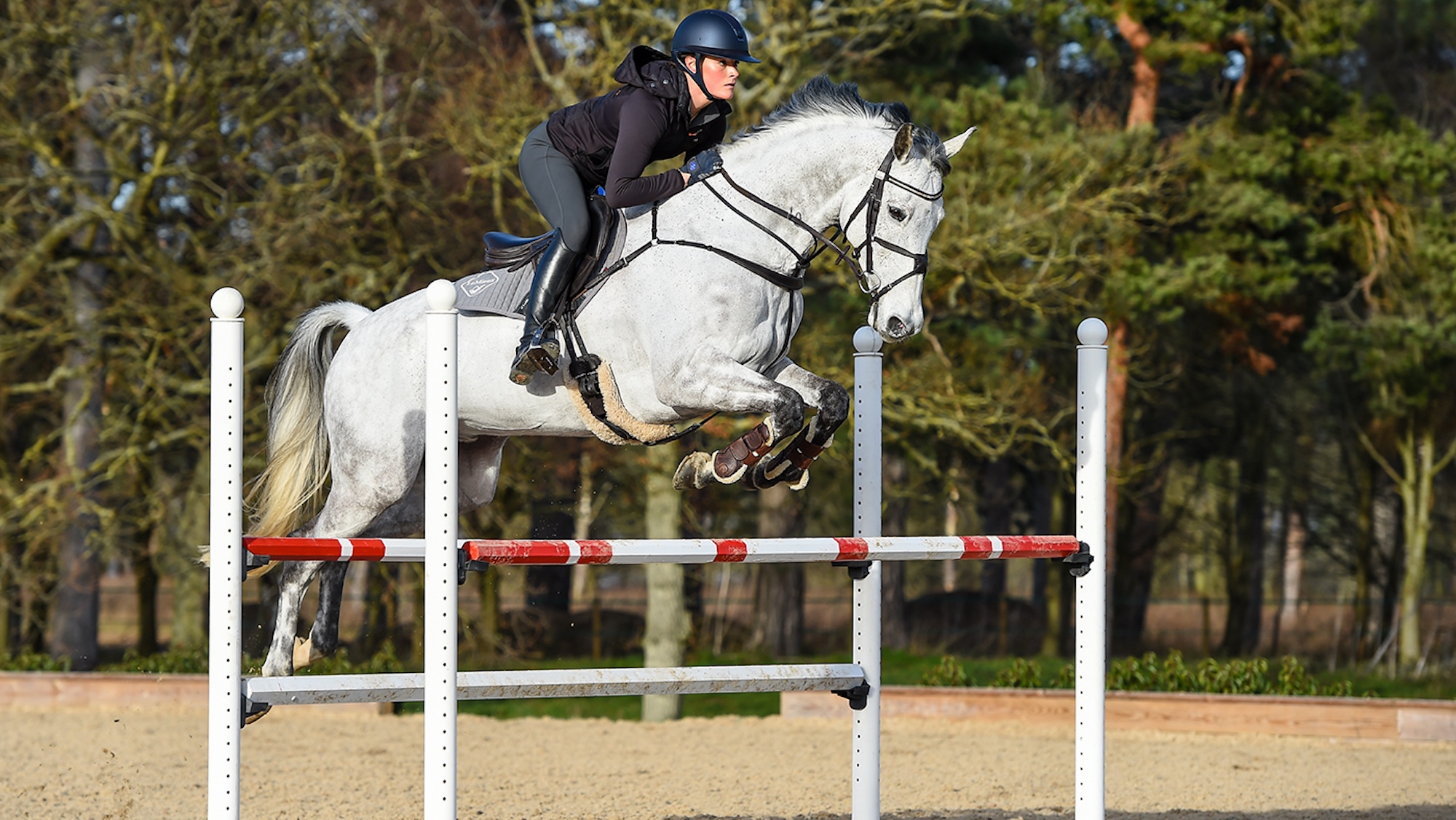 Grey horse jumping oxer at home.
