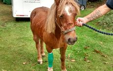 Abandoned pony
