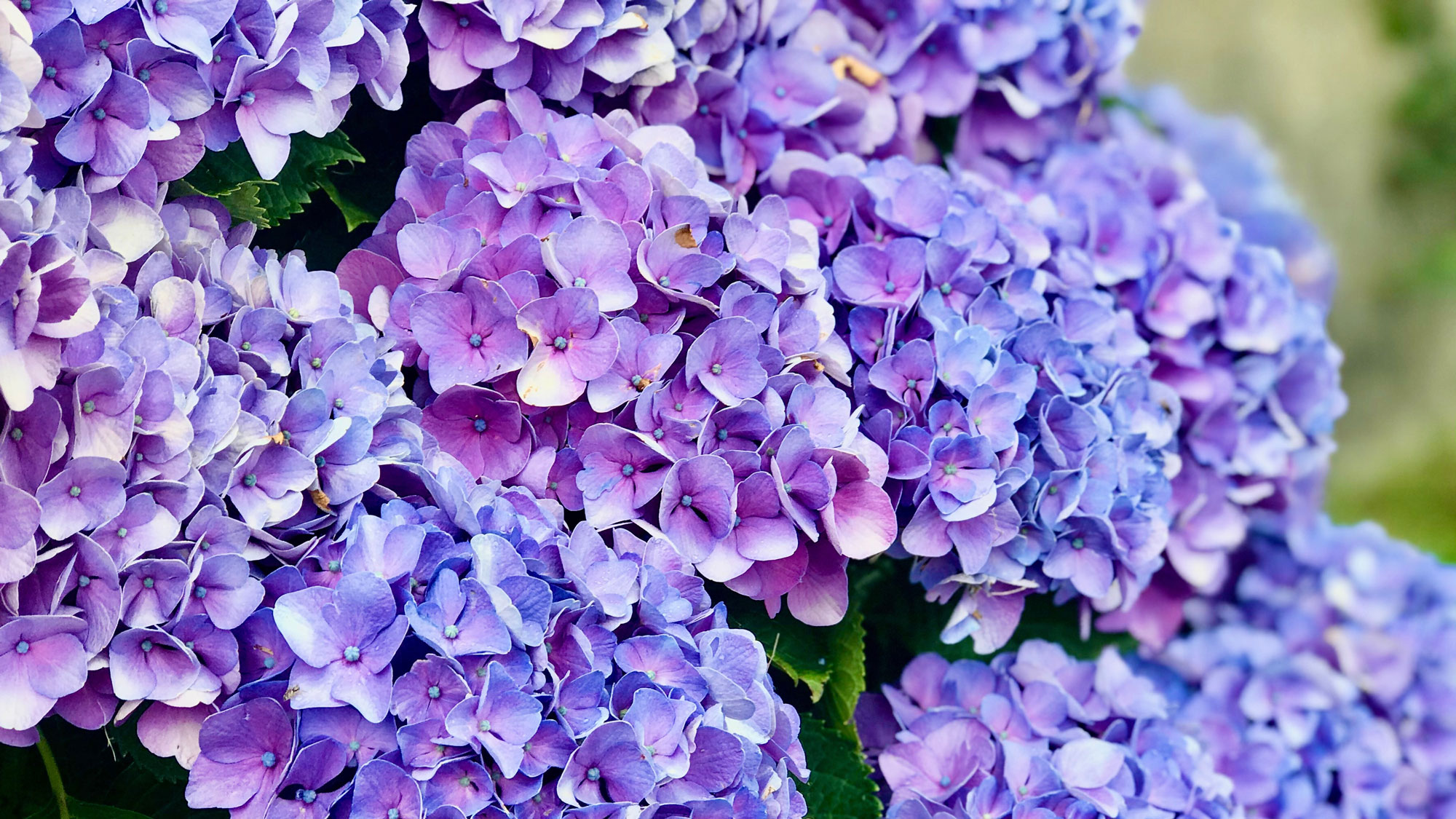 blue hydrangea macrophylla in back garden