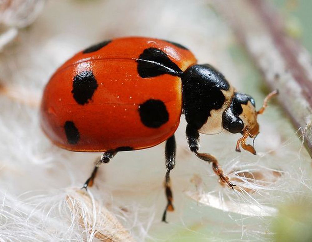 72 000 Ladybugs Released In Mall Of America Live Science