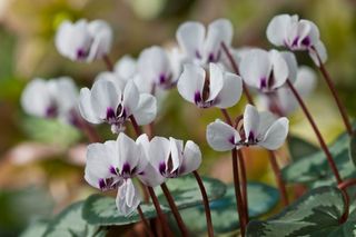 Cyclamen coum (Pic: Alamy)