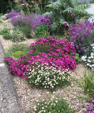 Flower bed in Bath planted by Bath in Bloom volunteers