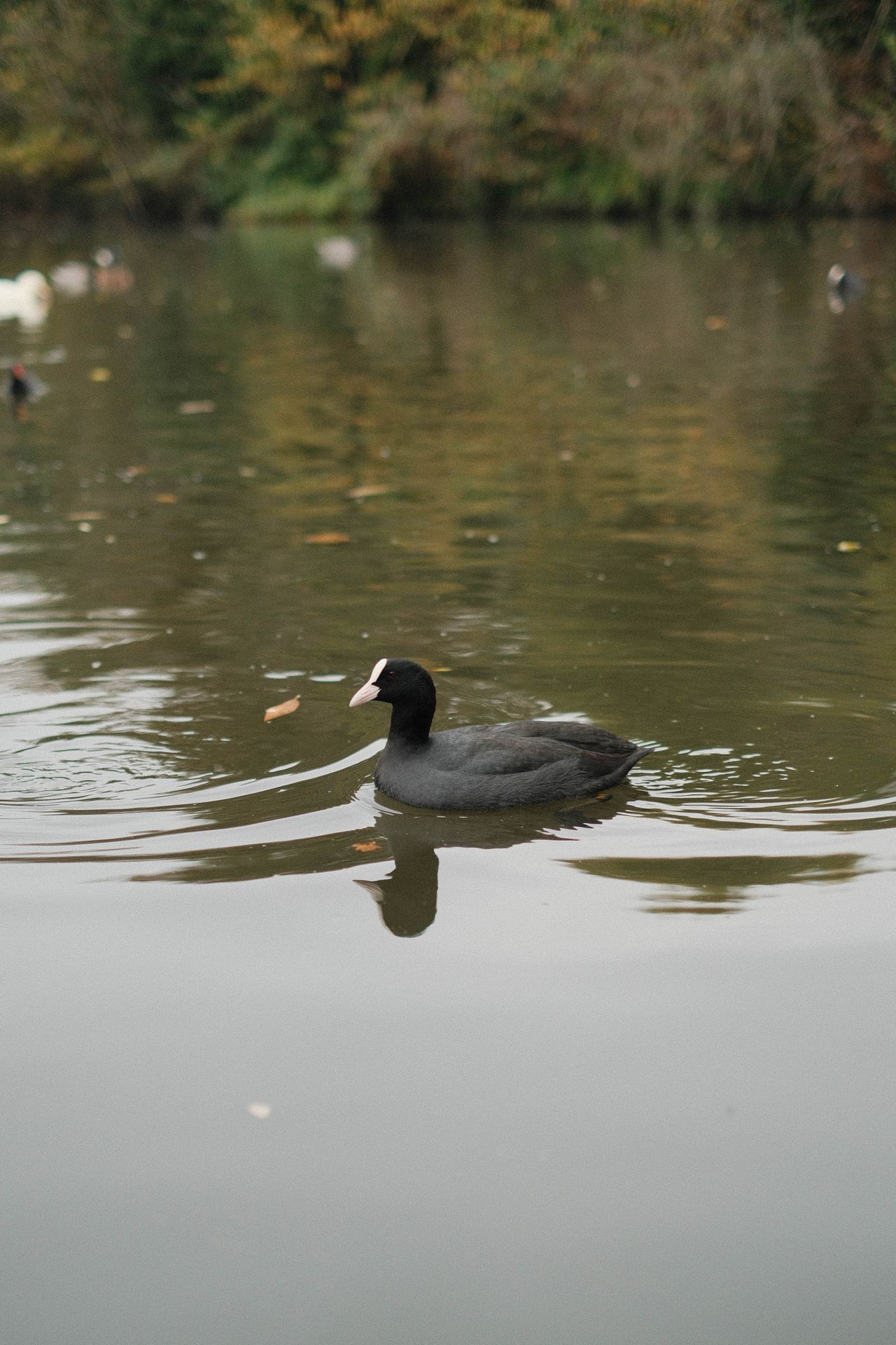 Coot swimming on a pond surrounded by ripples