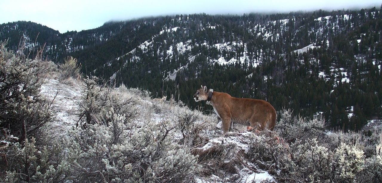 A cougar braves the snow in the greater Yellowstone area.