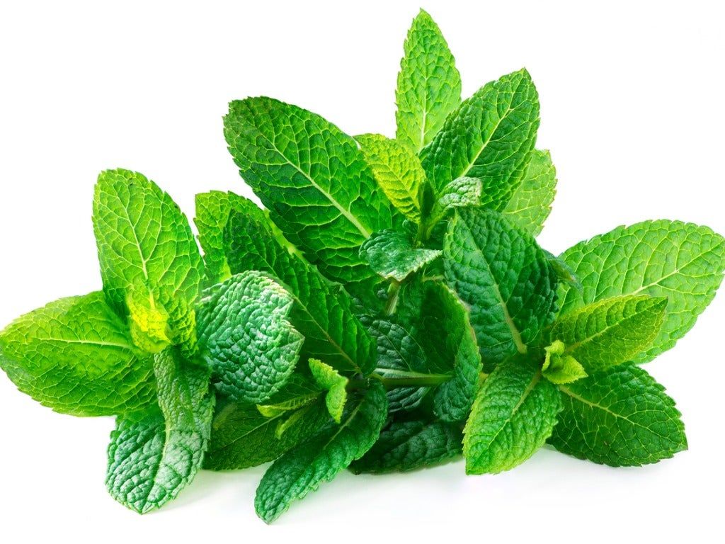 Mint Plant