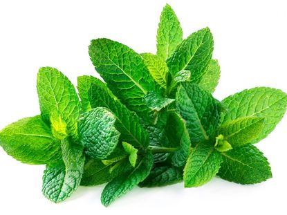 16 Peppermint Leaf Health Benefits You Need To Know