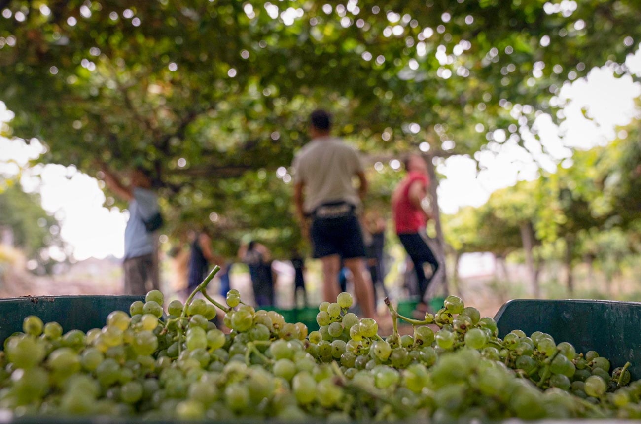 rias-baixas-albarino-harvest.jpg