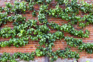 vegetable garden ideas - pleached tree