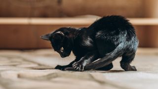 Black kitten chasing tail